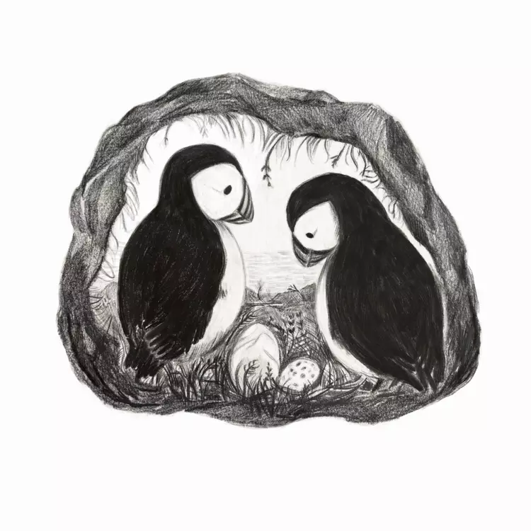 Puffins in a nest 